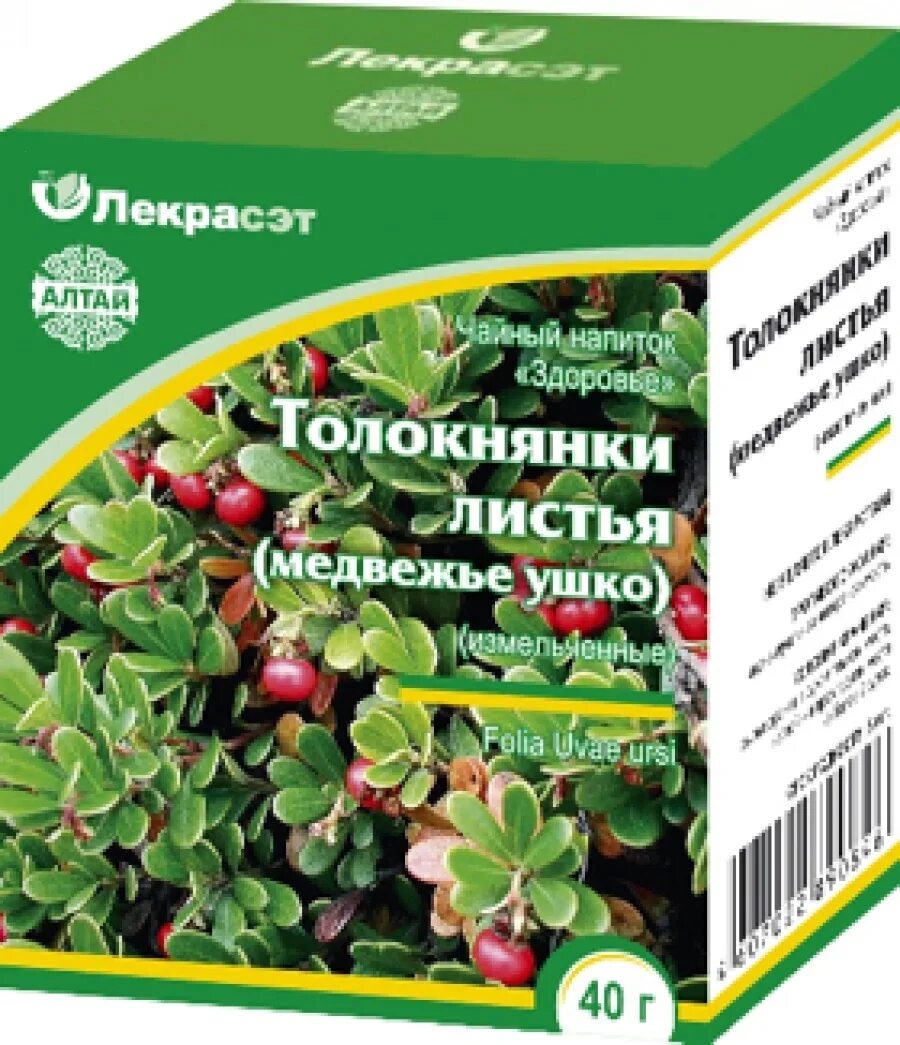 Медвежьи ушки от чего. Растение толокнянка обыкновенная (Медвежье ушко). Толокнянка обыкновенная Медвежье ушко чай. Лекра-сэт листья толокнянка обыкновенная. Медвежье ушко лечебная трава.