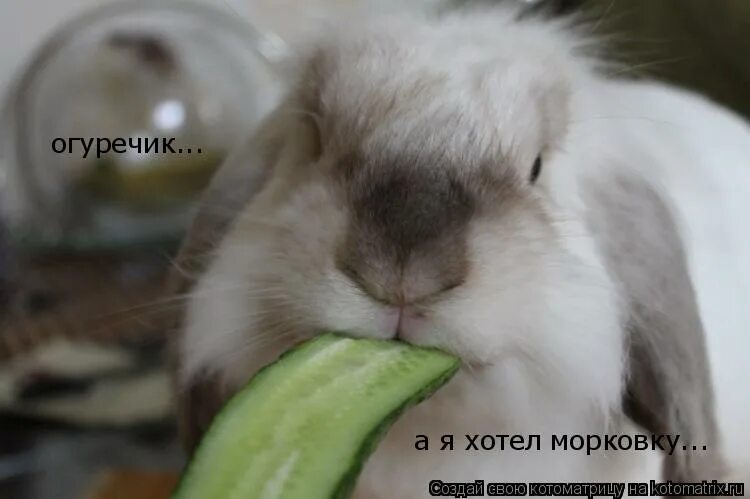 морковь без прореживания. хочется морковки. отравление фосфорорганическими соединениями (фос). хочется морковки. выращивание моркови.