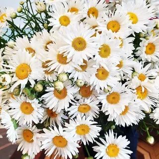 С днем рождения цветы ромашки