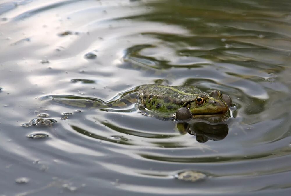 Жабы геншин. Лягушка квакает. Жаба квакает. Лягушка квакает. Лягушка травяная квакает.
