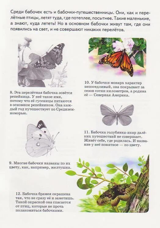 Зеленая книга первые бабочки. Зеленая книга бабочки 2 класс. Зеленая книга рассказ 1 бабочки. Зеленая книга бабочки 2 класс зеленые страницы.