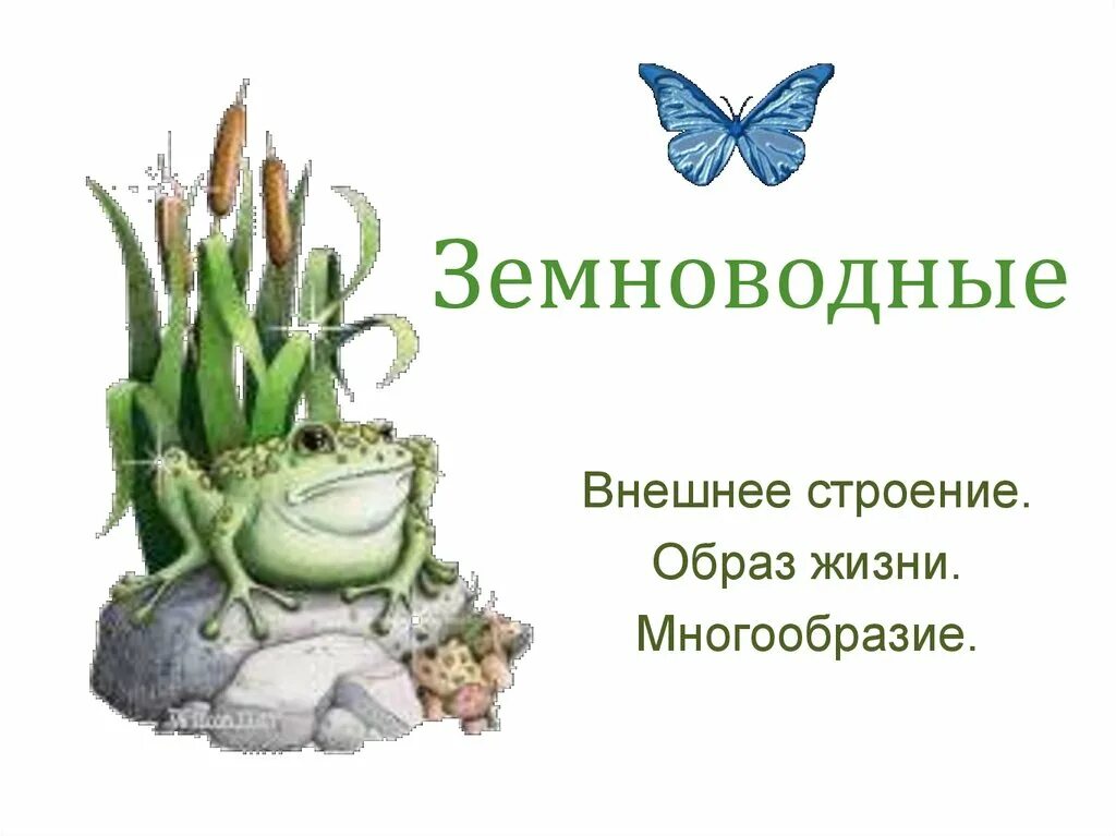 Образ жизни земноводных. Образ жизни амфибий. образ жизни земноводных 7 класс. образ жизни земноводных презентация.
