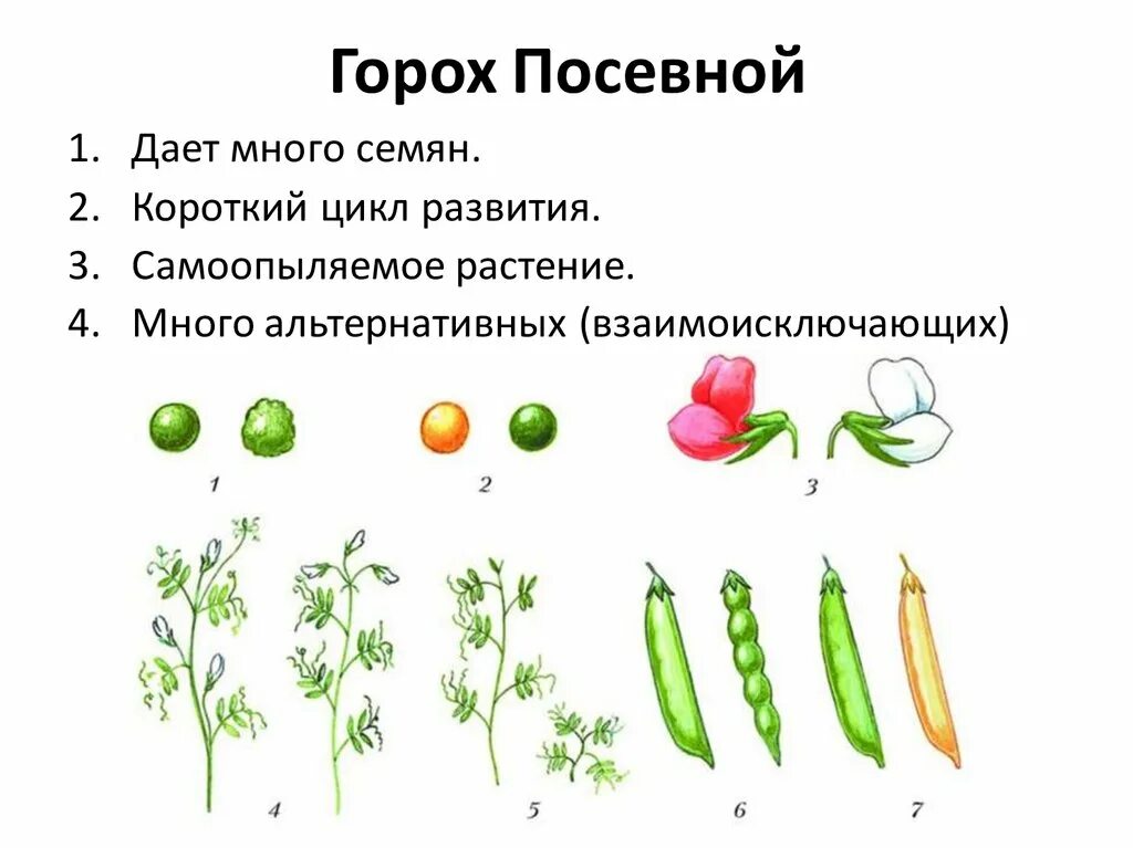 Виды гороха посевного