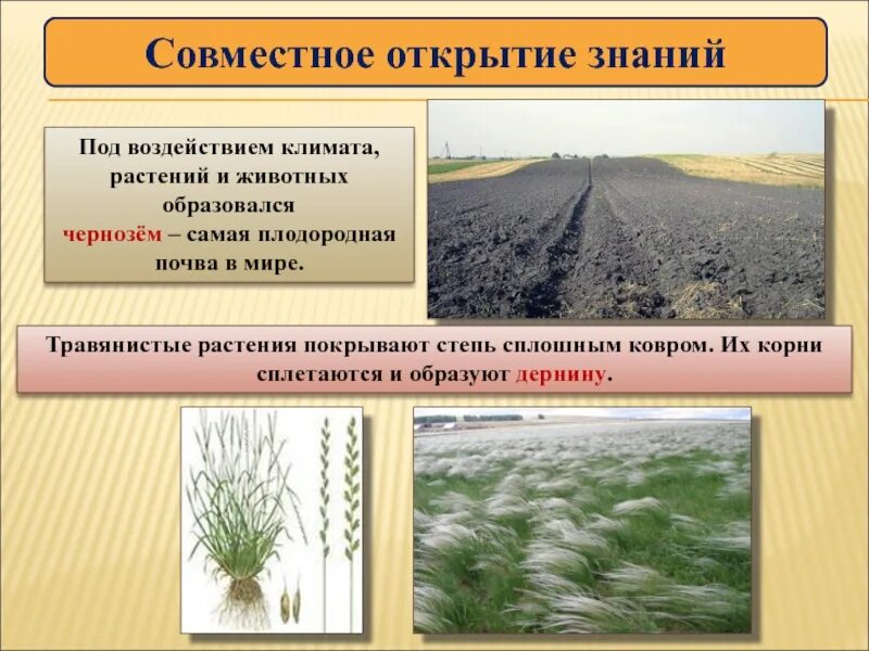 В какой природной зоне почвы наиболее плодородные. Растения черноземных почв. Почва и растительность степи. Степь плодородная почва. Природная зона степь почва.