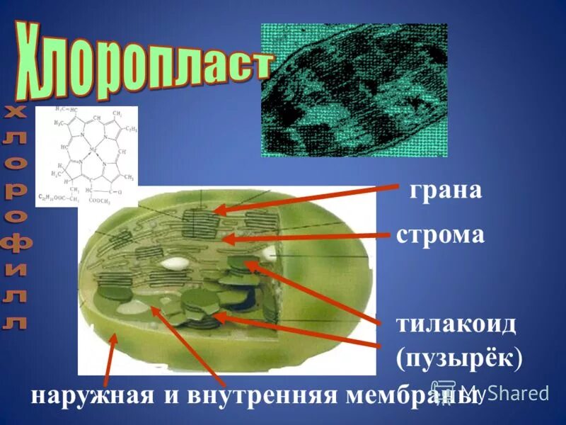 Фермент тилакоида. Тилакоид Грана Строма. Строма и тилакоиды. Строма и тилакоиды процессы. Функции тилакоидов в хлоропласте.