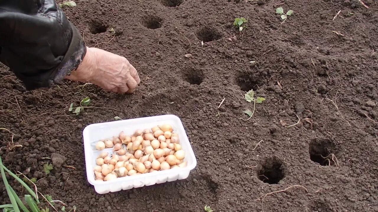 Когда можно сажать лук весной в открытый