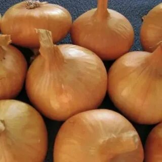 Лук золотые купола описание сорта отзывы