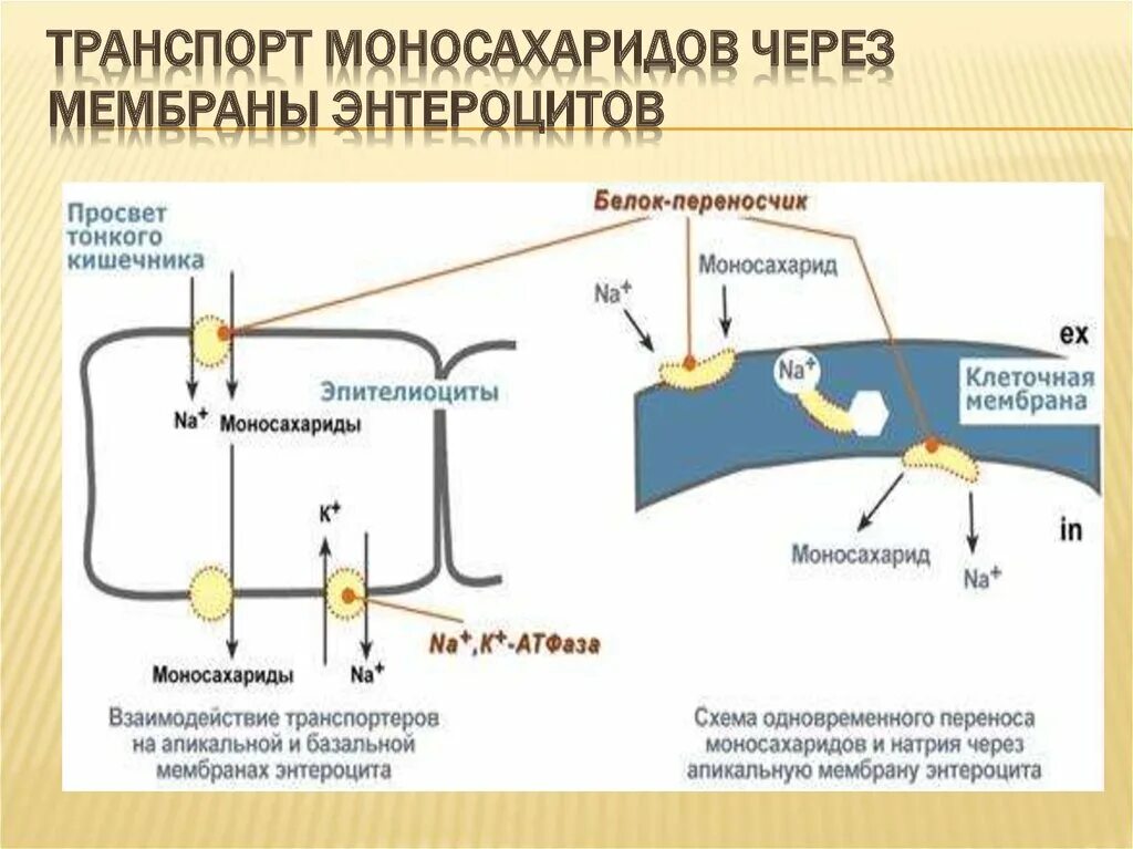 Окисление углеводов и жиров. Обеспечивает транспорт углеводов. Какой органоид синтезирует липиды. Схема действия инсулина физиология. Схема катаболизма основных питательных веществ.
