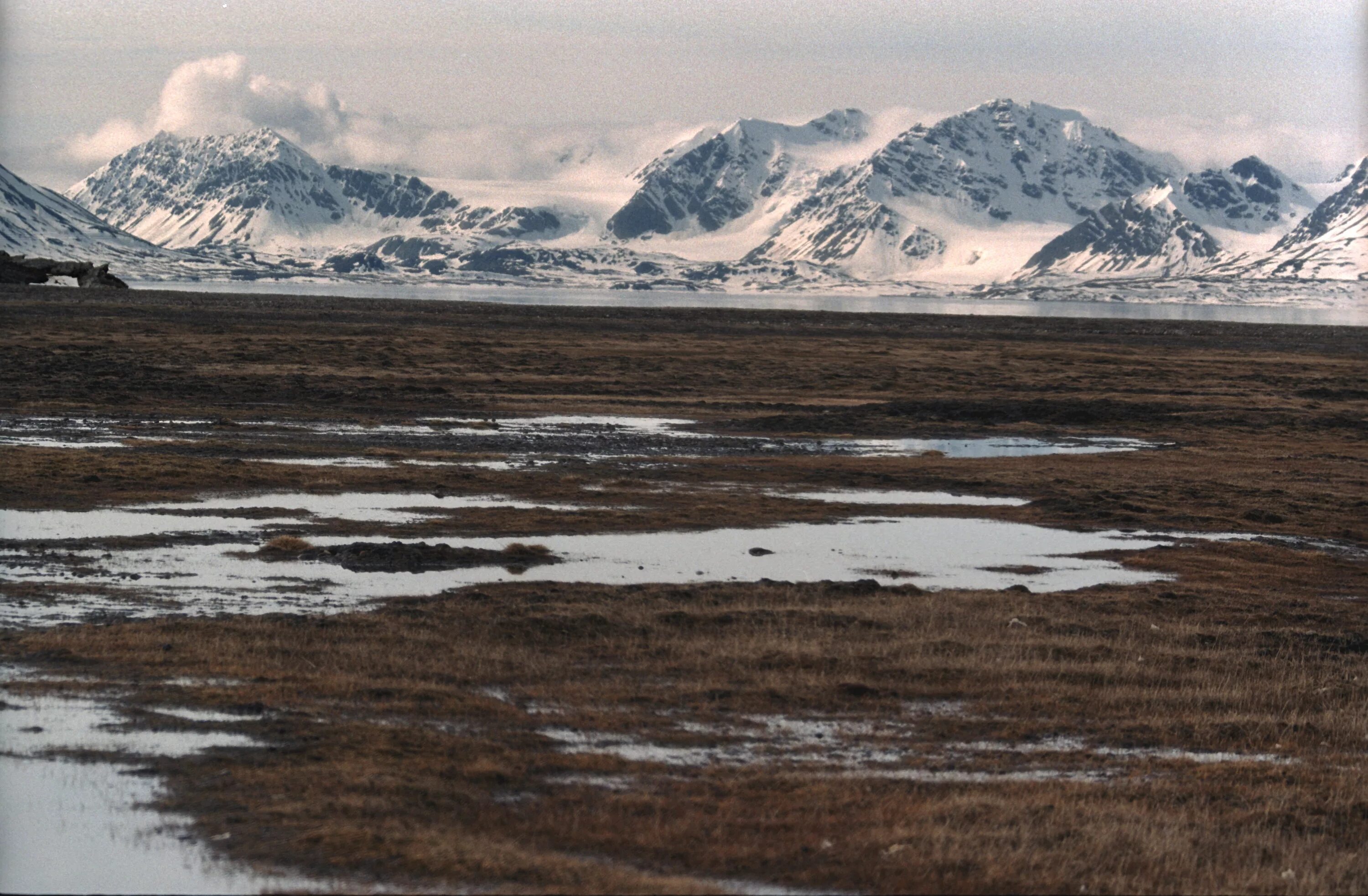Арктические болота. Тундра субарктический пояс. Tundra Iklimi. Мерзлота в тундре.