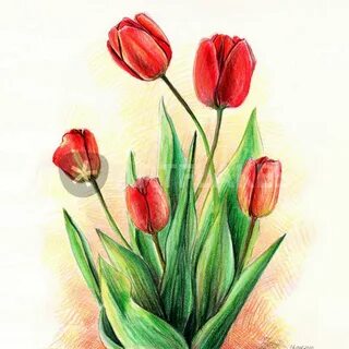 Рисунок тюльпана цветной