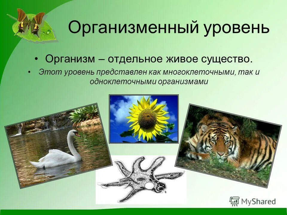 Животные живые существа организмы. Какое живое существо называется. Среда обитания. Какое живое существо называется. Окружающий мир живые существа.