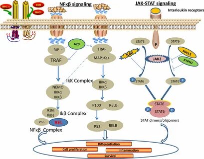 Cellular signaling