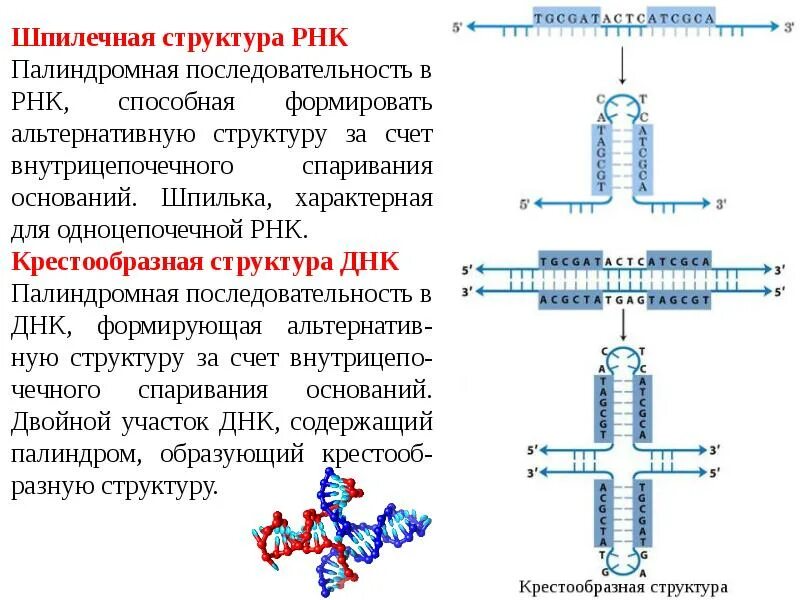 1 из оснований в составе рнк. Шпилечная структура рнк. структурная организация рнк. палиндромные последовательности днк и рнк. палиндром в цепи рнк.