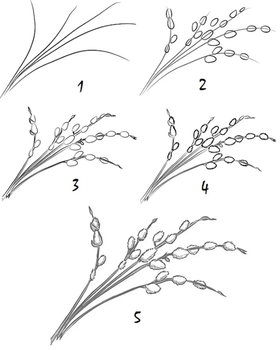 Как нарисовать веточку вербы. Ветка вербы поэтапность. Поэтапное рисование ветки вербы. Рисование ветка вербы. Весенние ветки рисование.
