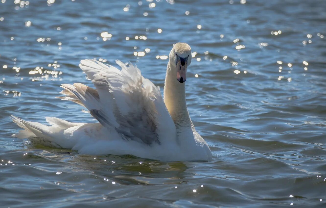 Белы1 лебедь на пруду. Ах белые пруды. Ах белые пруды. Лебеди в пруду. Ах белые пруды.