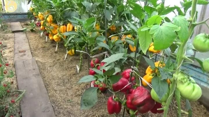 можно ли сажать помидоры вместе. можно ли сажать помидоры вместе. помидоры и огурцы в теплице из поликарбоната. огурцы и помидоры в теплице. парник для помидоров.