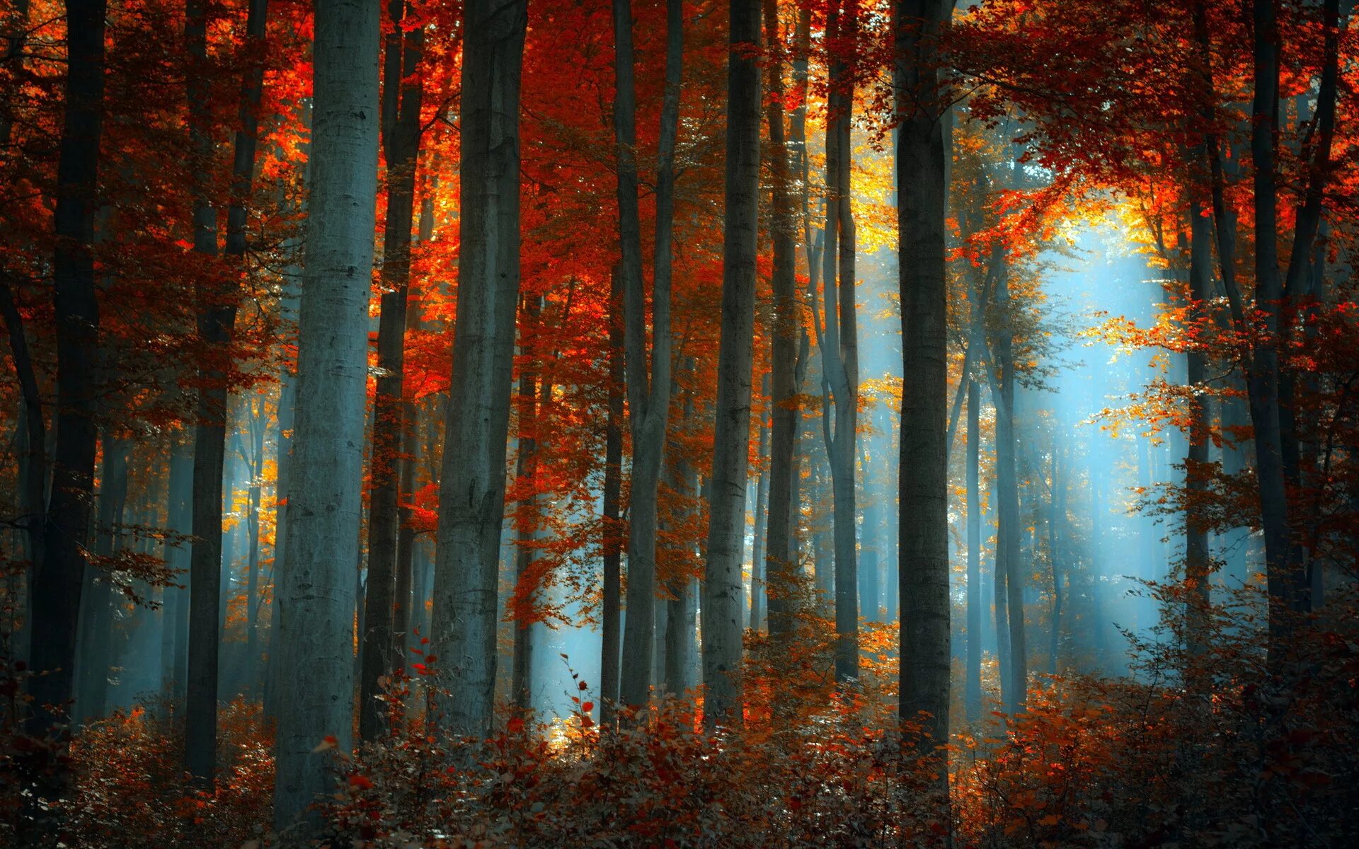 Fallen forest