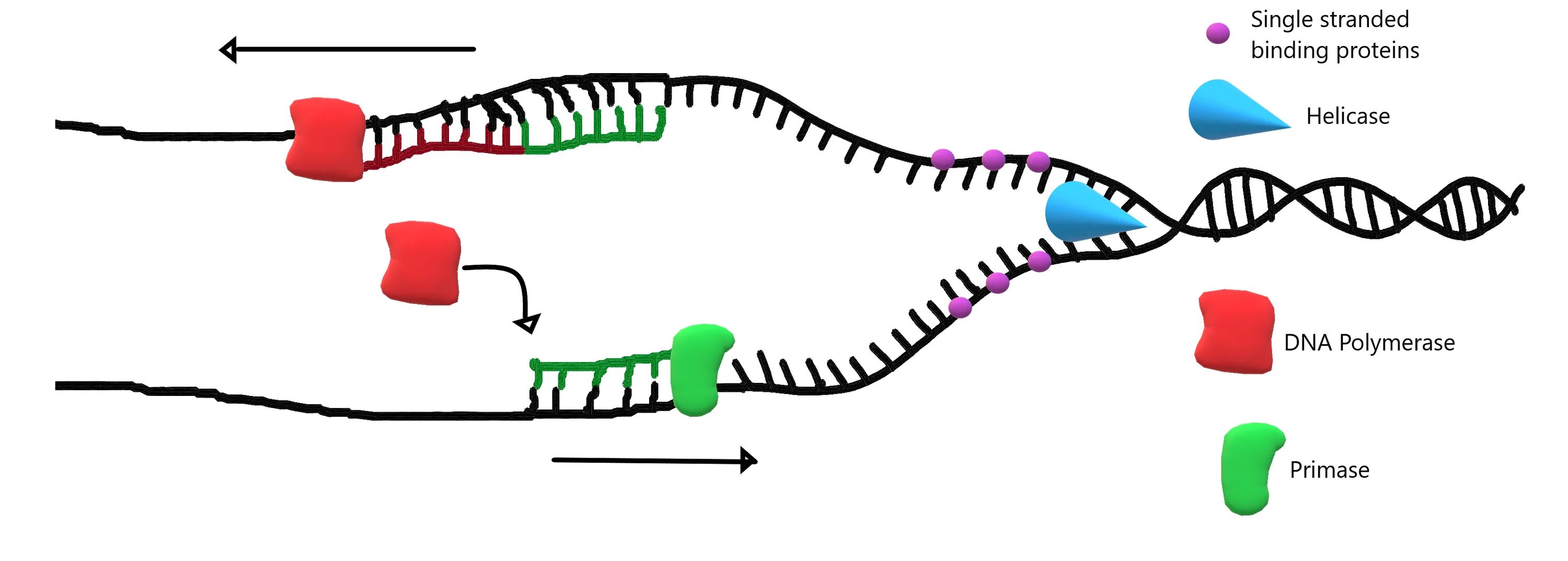 Репликация ДНК. Этапы репликации ДНК. Схема репликации молекулы ДНК. Репликация ДНК под микроскопом. Днк 04.03 2024