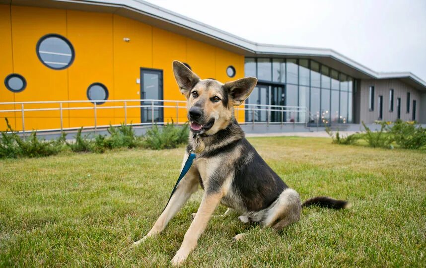 Цбж. Центр безнадзорных животных. Цбж ростов-на-дону надпись. Центр безнадзорных животных. Центр безнадзорных животных.