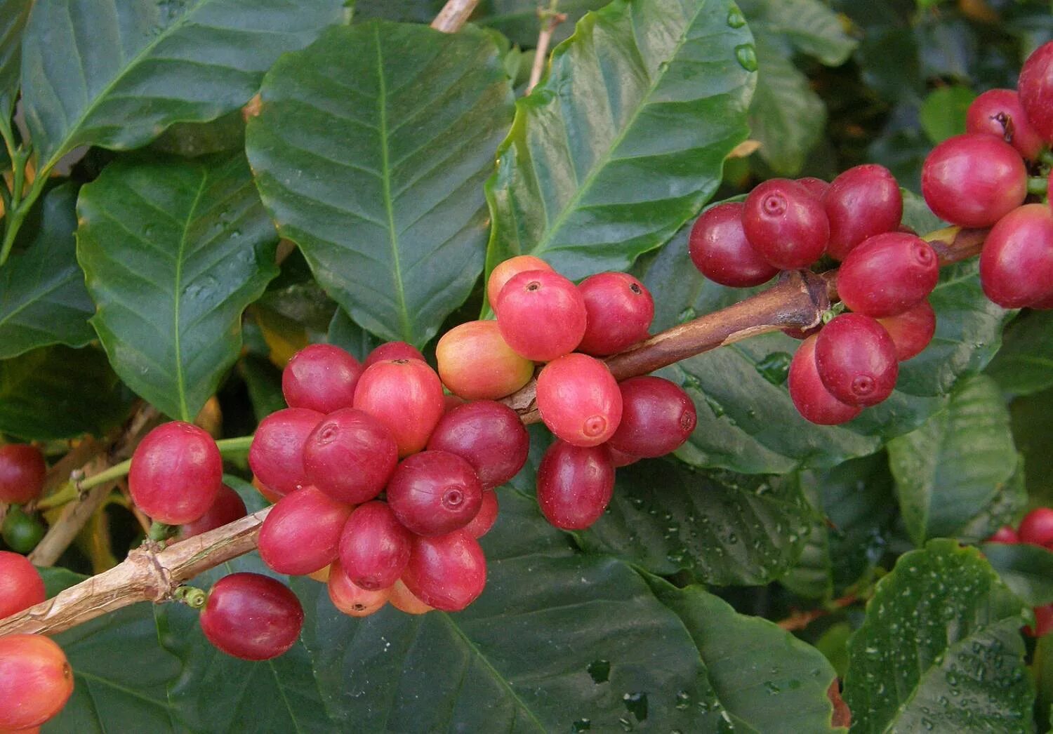 Кофейное дерево Аравийское. Coffea Arabica растение. Кофейное дерево (Coffea). Кофе Робуста дерево. Кофе аравийский растение