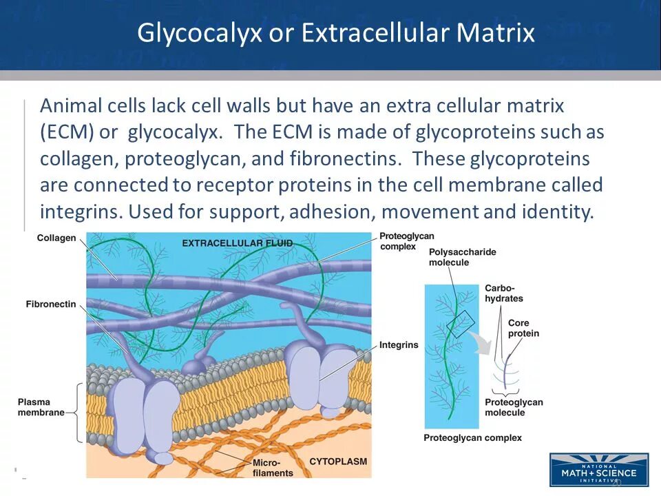 Extracellular matrix. Extracellular matrix (ecm) meaning. Extracellular. Коллаген во внеклеточном матриксе. Коллаген во внеклеточном матриксе.