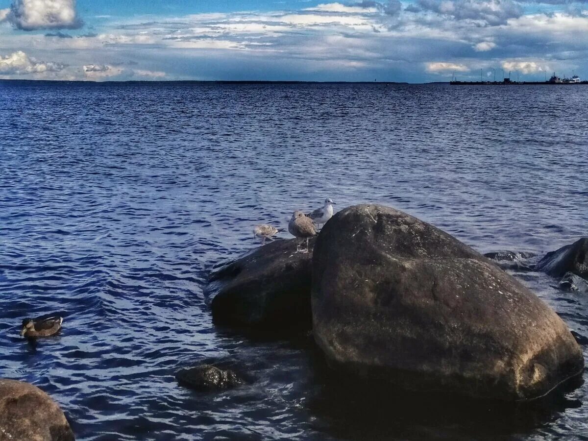 Онежское озеро вытекает. Из Онежского озера в Ладожское озеро. Онежское озеро животный мир.