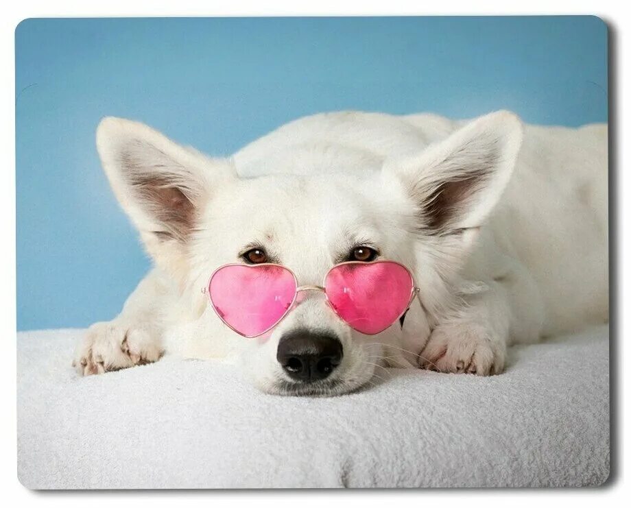 мальчик обнимает собаку. собака для детей. самоед и золотистый ретривер. любовь к питомцу. девочка обнимает собаку.