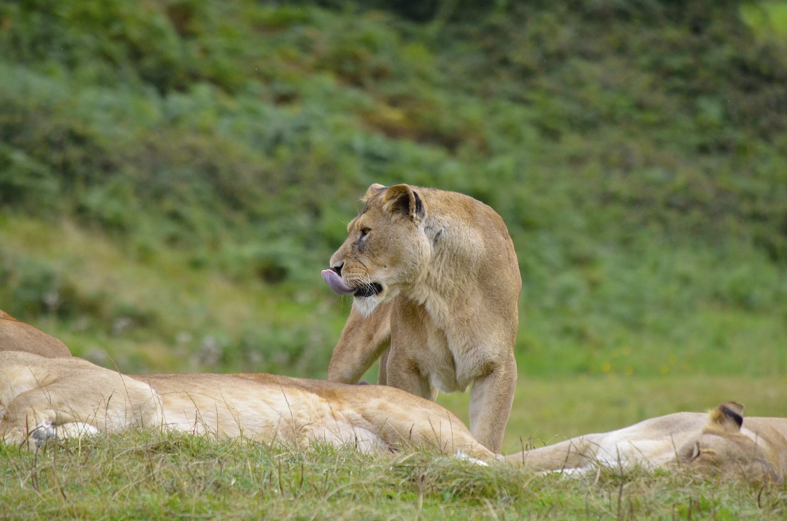 Сколько живут львы в дикой. Жизнь Львов в дикой природе. Львы в дикой природе. Львица в дикой природе. Дикая львица.