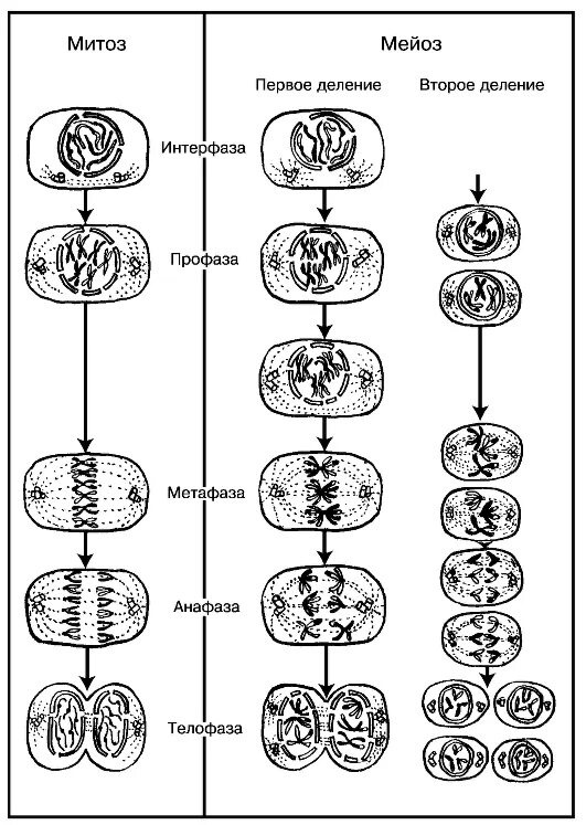 Многократное деление клетки. Фазы мейоза схема. Схемы фаз митоза и мейоза. Фазы митоза схема. Схема деления клетки митоз и мейоз.