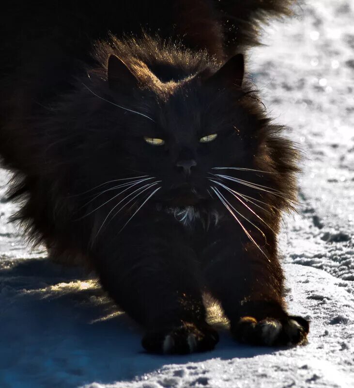 Довольный мартовский кот. Марты кот. Коты. Мартовский кот. Коты весной.