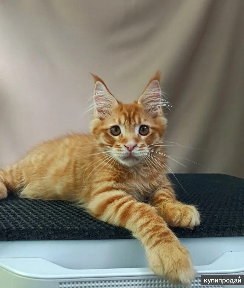 Котенок мейн куна краснодар. Котята мейн кун 2 недели. Котенок мейн куна краснодар. Котенок мейн куна краснодар. Котёнок мейн кун 1 месяц как выглядит.