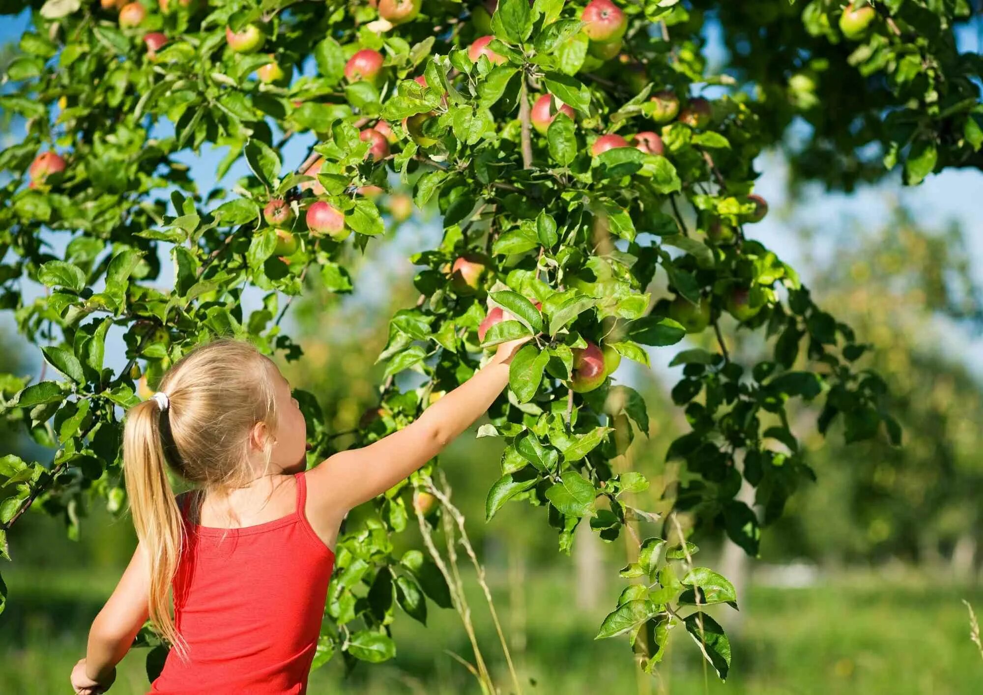 Мальчик собирает яблоки. Девочка сидит и есть фрукты. Колхозный сад с яблоками. Ворует яблоки. Воровали яблоки в огороде.