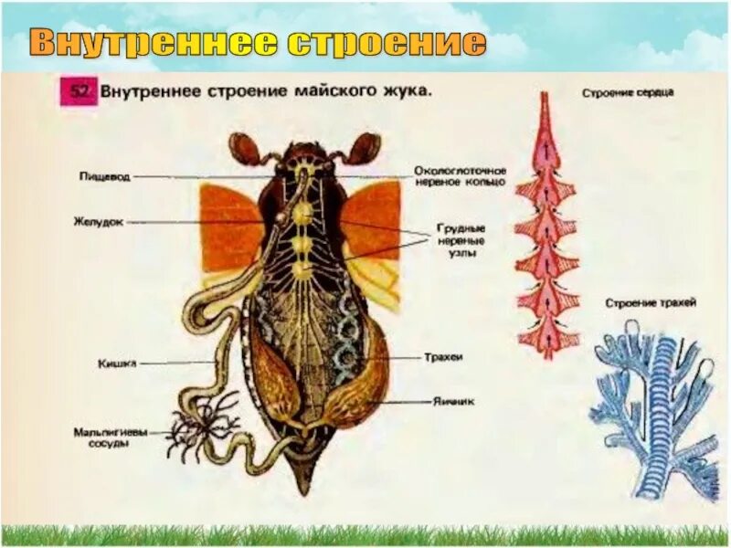 Внутреннее строение майского жука схема. Функции строения майского жука. Система органов майского жука. Майский Жук строение внутренних органов