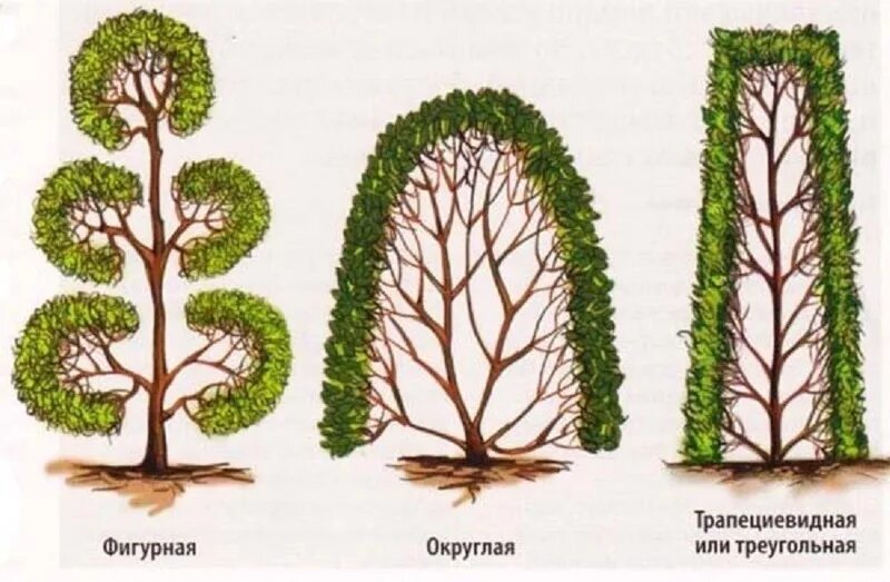 Как подстригать правильно дерево