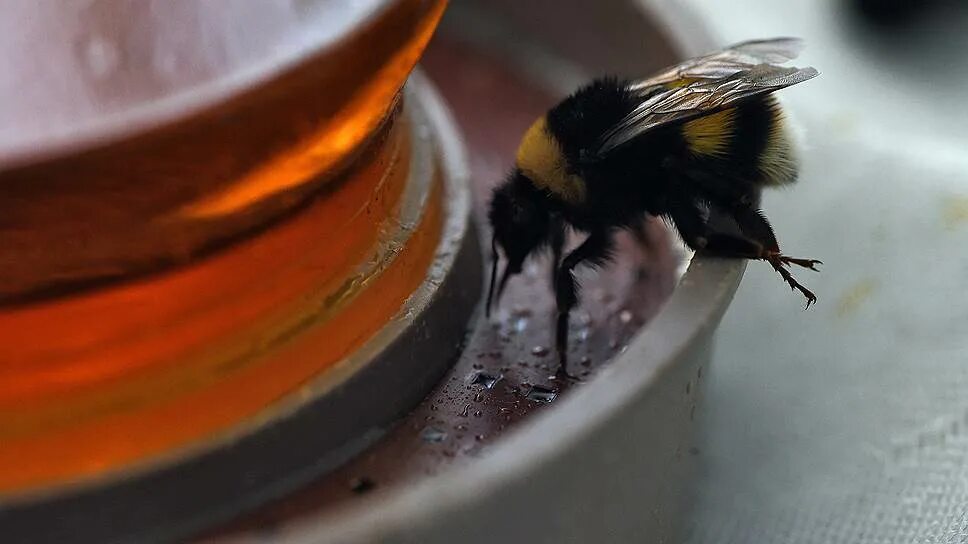 Шмель земляной bombus terrestris. Шмелиный рой. Привлечь шмелей. Земляные шмели гнездо. Шмелиная матка гнездо.
