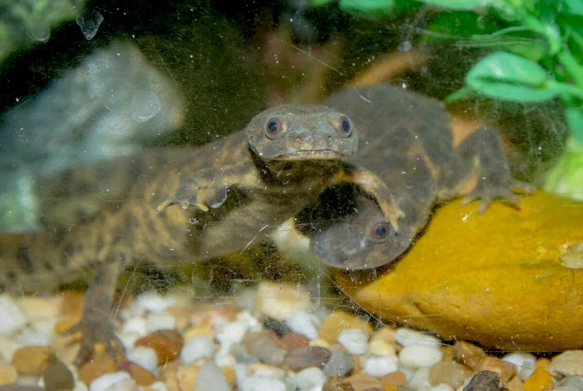 Катер тритон 1370. Тритон паром. Тритон испанский аквариумный. Тритоны в гамме до минор. Катер тритон 540.