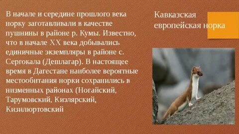 Животные красной книги дагестана
