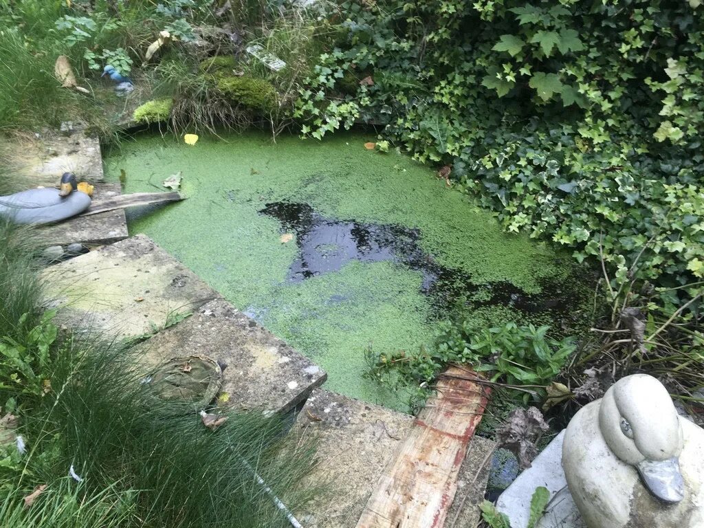 Глубокий пруд антоним. Китайский садик с прудом лягушка. Водоём, у которого бывают рукава.. Катарзина ЛЭЧ peacfull Pond. Пруд для лягушек в МАЙНКРАФТЕ.