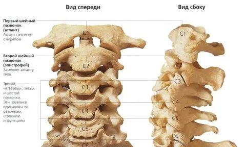 Атланта позвоночника