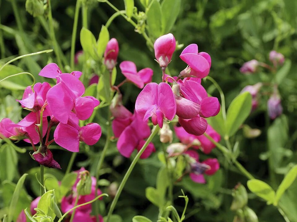 Покажи чина. Чина (Lathyrus). Чина клубневая (Lathyrus tuberosus l). Душистый горошек чина многолетник. Горошек многолетний (чина посевная декоративная).