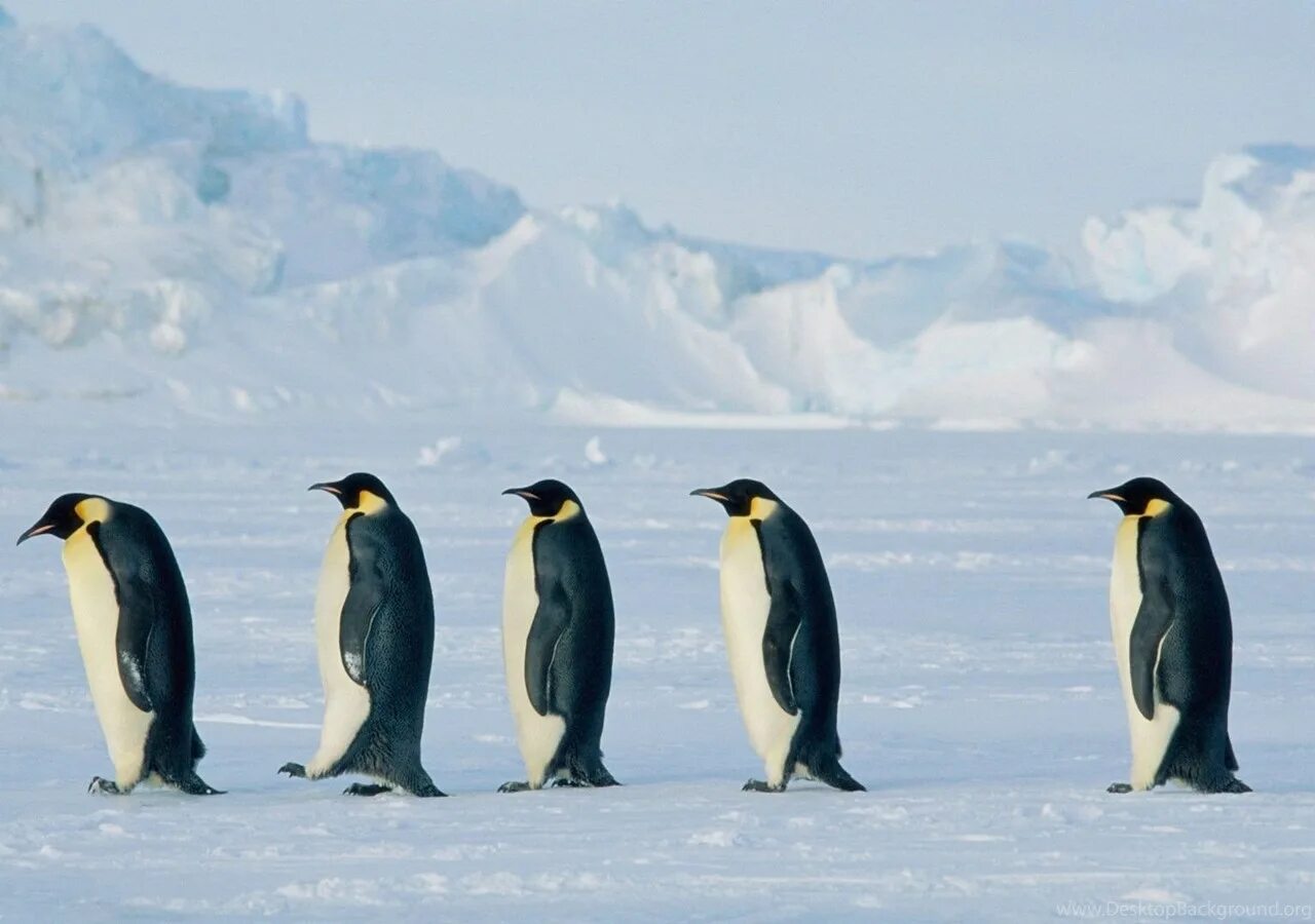 Где живет императорский пингвин. Императорский Пингвин ареал. Ареал обитания императорских пингвинов. Императорский Пингвин среда обитания. Пингвины в Антарктиде.