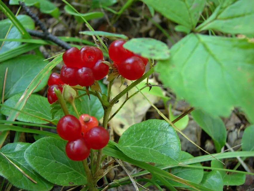 лесная ягодка костяника. лесная ягода костяника съедобная. красные ягоды в лесу. красные ягоды в лесу. кислица ягода лесная.