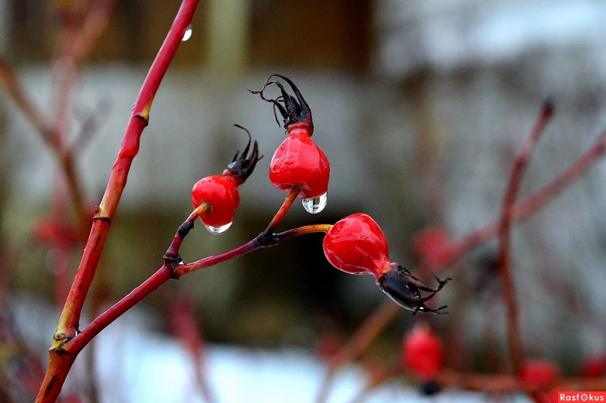 художница julia hargreaves. ландыш ягоды ядовитые. шиповник побег зимой. куст шиповника в дождь осенью. ветка шиповника картинка.