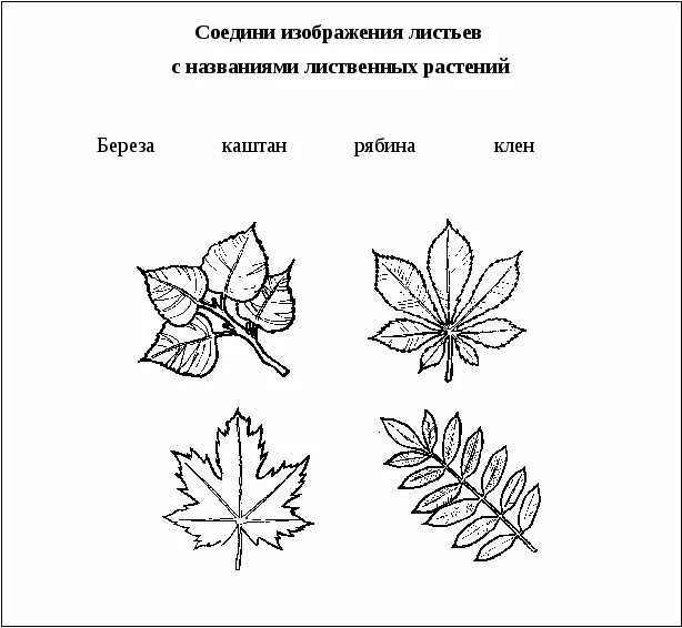 Листья деревьев 1 класс окружающий мир. Листья деревьев 1 класс окружающий мир