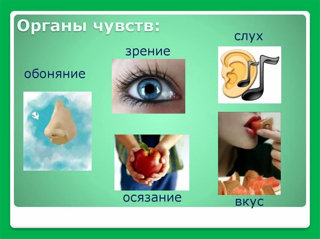 Сложные органы чувств. Органы чувств. Зрение слух обоняние. Зрение слух обоняние осязание. Чувства человека осязание обоняние.