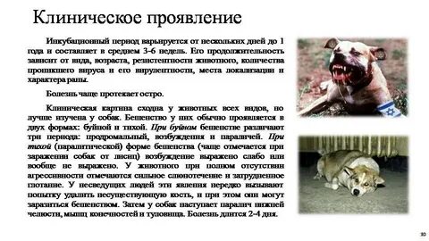 Симптомы бешенства у человека после укуса