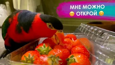 Можно ли волнистым попугаям клубнику свежую