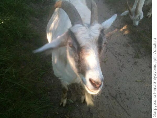 Глисты коза. Вярьмово козы. Гемонхоз жизненный цикл. Лекарство для овец. Глисты коза.