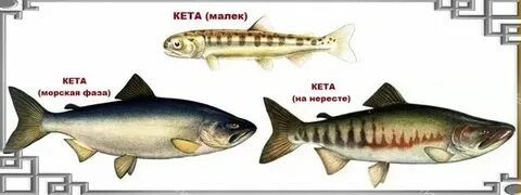 Кета проверить