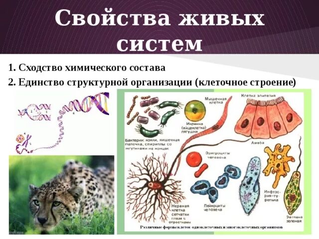 Какое свойство живых систем заключается в том. Общие свойства живых систем. Общие свойства живых организмов. Признаки живых систем. Структурная организация свойства живого.